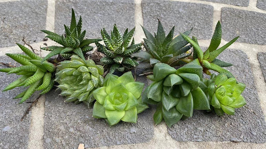 Haworthia x 5 Mix Pack