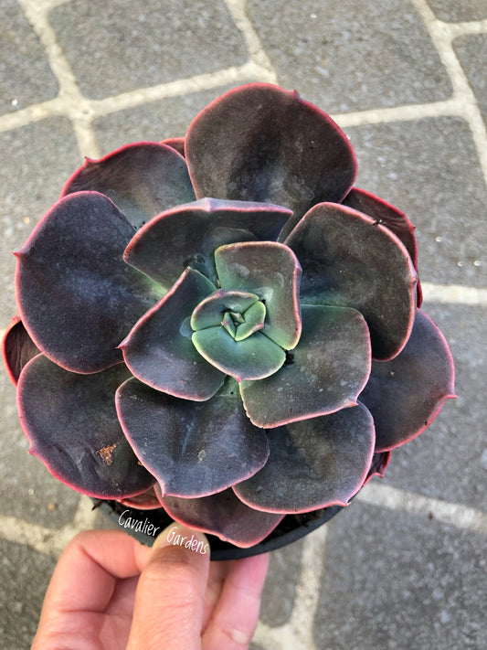 Echeveria - Blue Metal