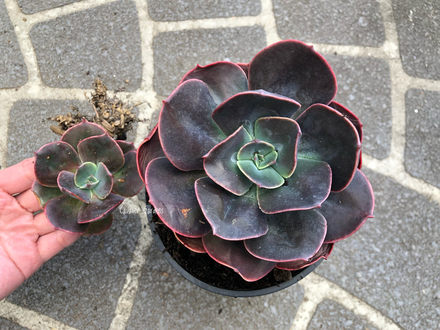 Echeveria - Blue Metal