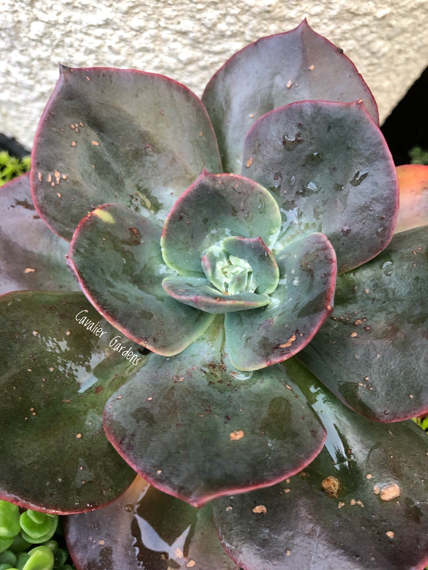 Echeveria - Blue Metal